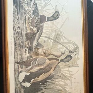MALLARD DUCK (PLATE CCXXI), HAVELL EDITION